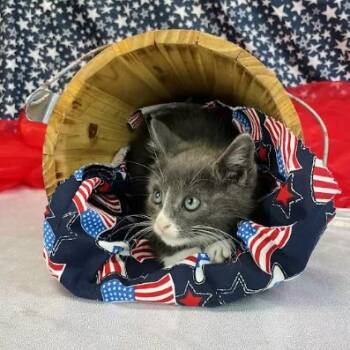 Blaze-C -  Domestic Short Hair Cat for Adoption in East St. Louis, Illinois - Blaze-C | PetCurious