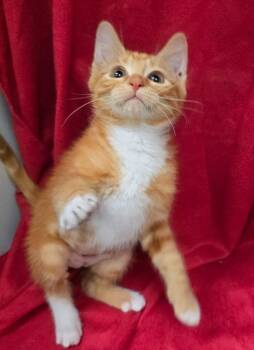 Test Gilligan -  Domestic Short Hair Cat for Adoption in Rowlett, Texas - Test Gilligan | PetCurious