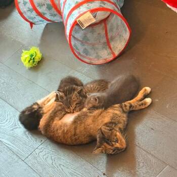 Mama Popcorn (Fair Food) -  Domestic Short Hair Cat for Adoption in Charlotte, North Carolina - Mama Popcorn (Fair Food) | PetCurious
