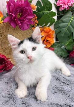 Gus AKA Gus Gus -  Domestic Medium Hair and Domestic Long Hair Cat for Adoption in Ocean Springs, Mississippi - Gus AKA Gus Gus | PetCurious