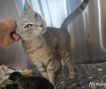 Mindy -  Domestic Short Hair Cat for Adoption in Dickson, Tennessee - Mindy | PetCurious