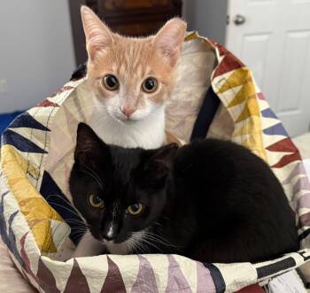 Rescue Domestic Short Hair Cats for Adoption in Ashland, Virginia - Bonnie And Clyde (bonded Siblings) | PetCurious