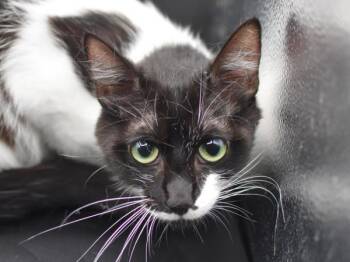 Marge -  Domestic Short Hair Cat for Adoption in Portland, Oregon - Marge | PetCurious