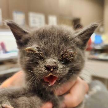 Bala -  Domestic Short Hair Cat for Adoption in Asheville, North Carolina - Bala | PetCurious