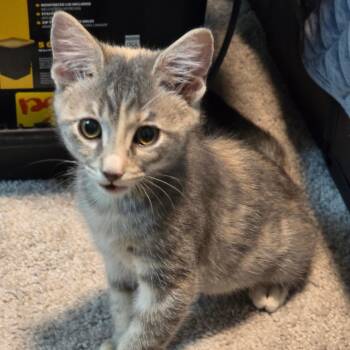 Goodyear -  Dilute Calico and Torbie Cat for Adoption in UNIVERSITY PA, Maryland - Goodyear | PetCurious