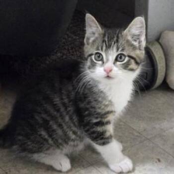 Friedrich -  Domestic Short Hair Cat Available for Adoption in Albany, New York - Friedrich | PetCurious