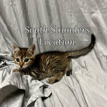 Rescue Domestic Short Hair Cats for Adoption in Raleigh, North Carolina - Rouge | PetCurious