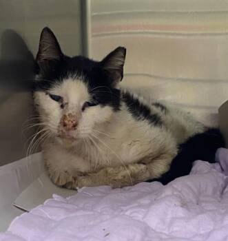 OREO -  Domestic Short Hair Cat for Adoption in San Antonio, Texas - OREO | PetCurious