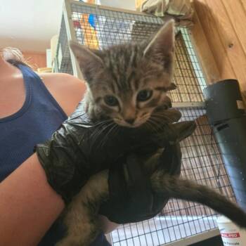 Dusty -  Domestic Short Hair Cat for Adoption in Tylertown, Mississippi - Dusty | PetCurious