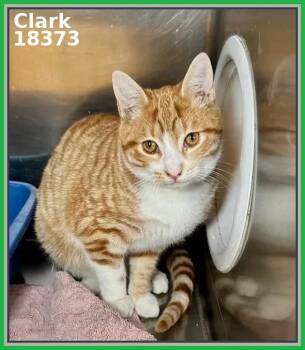 Domestic Short Hair and Tabby Cats Available for Adoption in Marietta, Georgia - CLARK (see Also LEWIS) | PetCurious