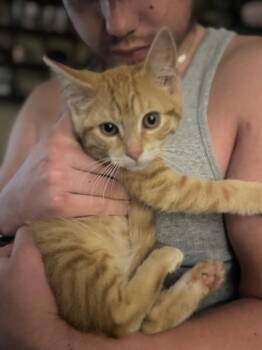 Ryder -  American Shorthair Cat for Adoption in Hagaman, New York - Ryder | PetCurious