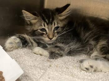 Domestic Long Hair Cats Available for Adoption in Tustin, California - RUSTY | PetCurious