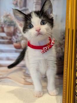 Domestic Short Hair Cats Available for Adoption in Fremont, California - Dot | PetCurious