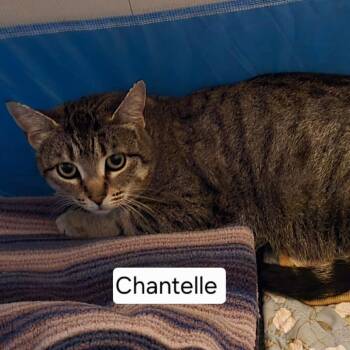 Domestic Short Hair Cats Available for Adoption in Chilliwack, British Columbia - Chantelle | PetCurious
