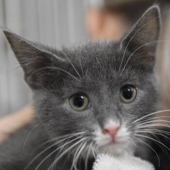 Chucky -  Domestic Short Hair Cat for Adoption in Redwood City, California - Chucky | PetCurious
