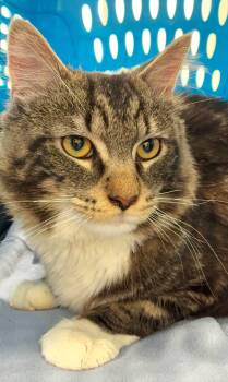 Bruno Mars -  Domestic Short Hair Cat Available for Adoption in Great Neck, New York - Bruno Mars | PetCurious