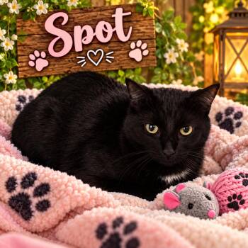 Spot -  American Shorthair Cat for Adoption in Greensboro, Alabama - Spot | PetCurious