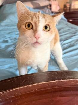 Domestic Short Hair Cats Available for Adoption in Pitman, New Jersey - Roxanne | PetCurious