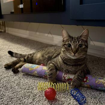 Domestic Short Hair Cats Available for Adoption - Kana | PetCurious