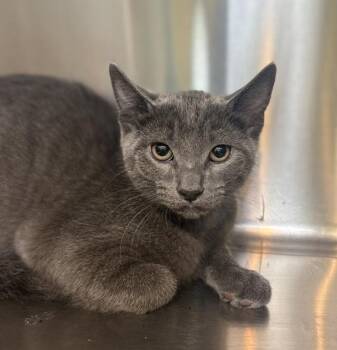 Dorian -  Domestic Short Hair Cat for Adoption in Sioux City, Iowa - Dorian | PetCurious