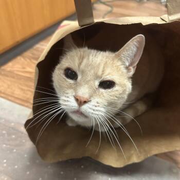 Domestic Short Hair Cats Available for Adoption - Tut | PetCurious