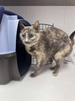 Rosy Ann -  Domestic Short Hair Cat for Adoption in Kansas City, Missouri - Rosy Ann | PetCurious