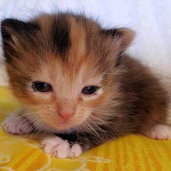 Myrcella -  Domestic Short Hair Cat for Adoption in Belfair, Washington - Myrcella | PetCurious