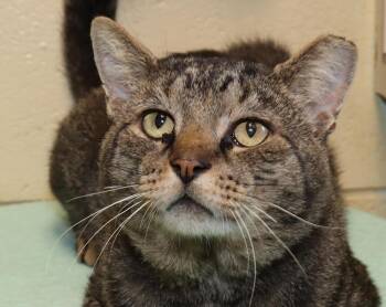 Julian -  Tabby Cat for Adoption in Euclid, Ohio - Julian | PetCurious