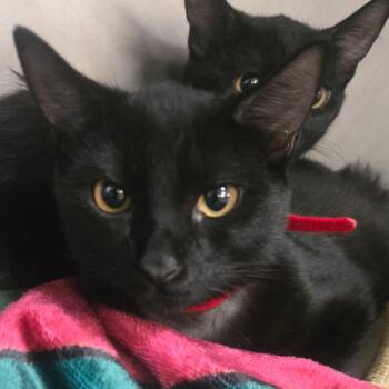 Eva -  Domestic Short Hair Cat for Adoption in San Jacinto, California - Eva | PetCurious