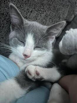 Domestic Short Hair Cats Available for Adoption in Mississauga, Ontario - Phoenix | PetCurious