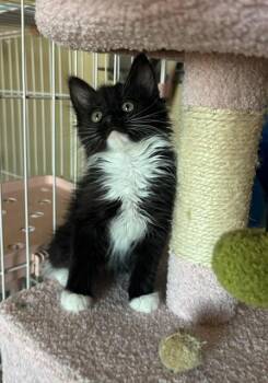 Scribbles -  Domestic Long Hair Cat for Adoption in Las Vegas, Nevada - Scribbles | PetCurious