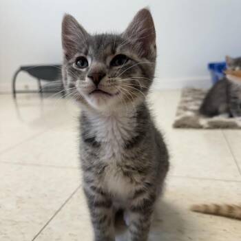 Thanatos -  Domestic Short Hair Cat for Adoption in Milford, Iowa - Thanatos | PetCurious
