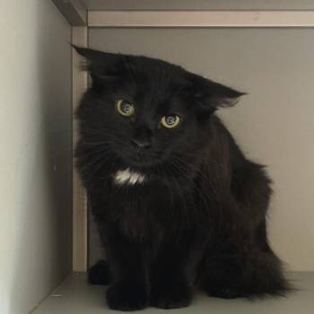 Little Debbie -  Domestic Long Hair Cat for Adoption in Columbus, North Carolina - Little Debbie | PetCurious