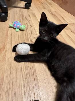 Googly -  Domestic Short Hair Cat for Adoption in Trenton, New Jersey - Googly | PetCurious