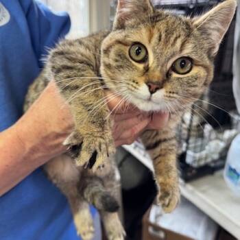 Rescue Domestic Short Hair Cats for Adoption in Abingdon, Maryland - 1125-116 Carly | PetCurious