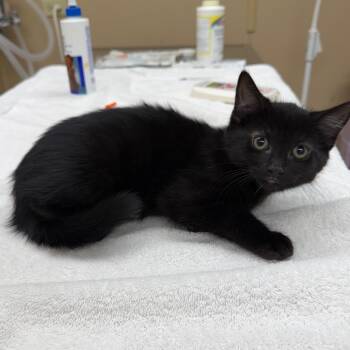 Dove -  Domestic Short Hair Cat for Adoption in Naperville, Illinois - Dove | PetCurious
