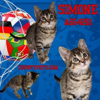 SIMONE -  Domestic Short Hair Cat for Adoption in Houston, Texas - SIMONE | PetCurious