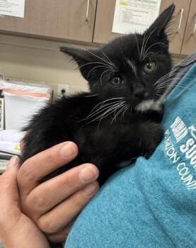 Tokyo -  Domestic Short Hair Cat for Adoption in Fishers, Indiana - Tokyo | PetCurious