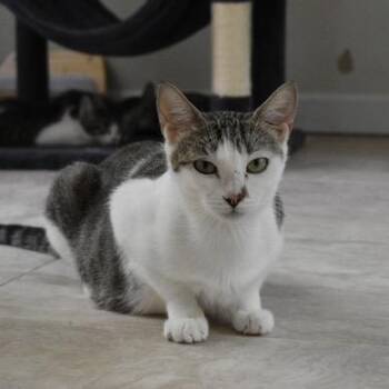 Michi Meow -  Domestic Short Hair Cat for Adoption in Sunrise, Florida - Michi Meow | PetCurious