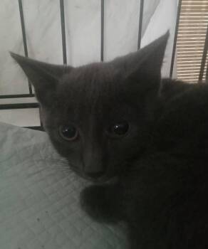 Godzilla -  Domestic Short Hair Cat for Adoption in North Haledon, New Jersey - Godzilla | PetCurious