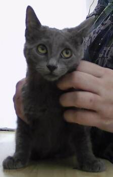 Domestic Short Hair Cats Available for Adoption - Punkin | PetCurious