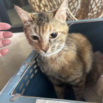 Joy -  Domestic Short Hair Cat for Adoption in Leander, Texas - Joy | PetCurious
