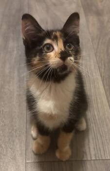 Larkspur / Lilac Bloom -  Domestic Short Hair Cat for Adoption in Minneapolis, Minnesota - Larkspur / Lilac Bloom | PetCurious
