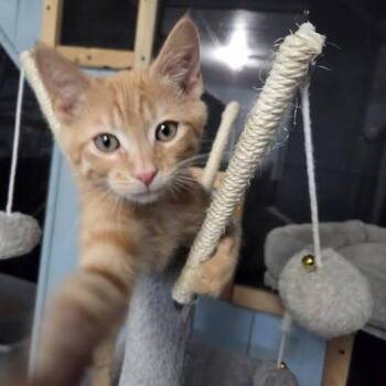Mikan -  Domestic Short Hair Cat for Adoption in Vine Grove, Kentucky - Mikan | PetCurious