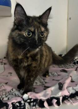 Domestic Long Hair Cats Available for Adoption in Sterling, Massachusetts - Tortellini 2 Yr | PetCurious