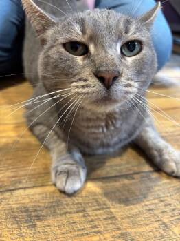 Domestic Short Hair Cats Available for Adoption - Cricket | PetCurious