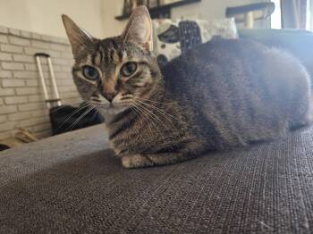 Gerdie -  Tabby Cat Available for Adoption in Fresno, California - Gerdie | PetCurious