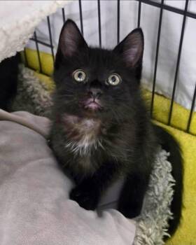 Theseus -  Domestic Short Hair Cat for Adoption in Novato, California - Theseus | PetCurious