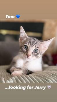 Tom - terrific tabby - CCC -  Tabby and Domestic Short Hair Cat for Adoption in San Luis Obispo, California - Tom - Terrific Tabby - CCC | PetCurious