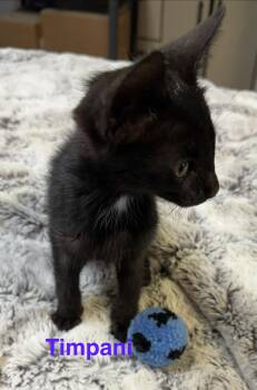 Timpani -  Domestic Short Hair Cat for Adoption in Shrewsbury, Massachusetts - Timpani | PetCurious